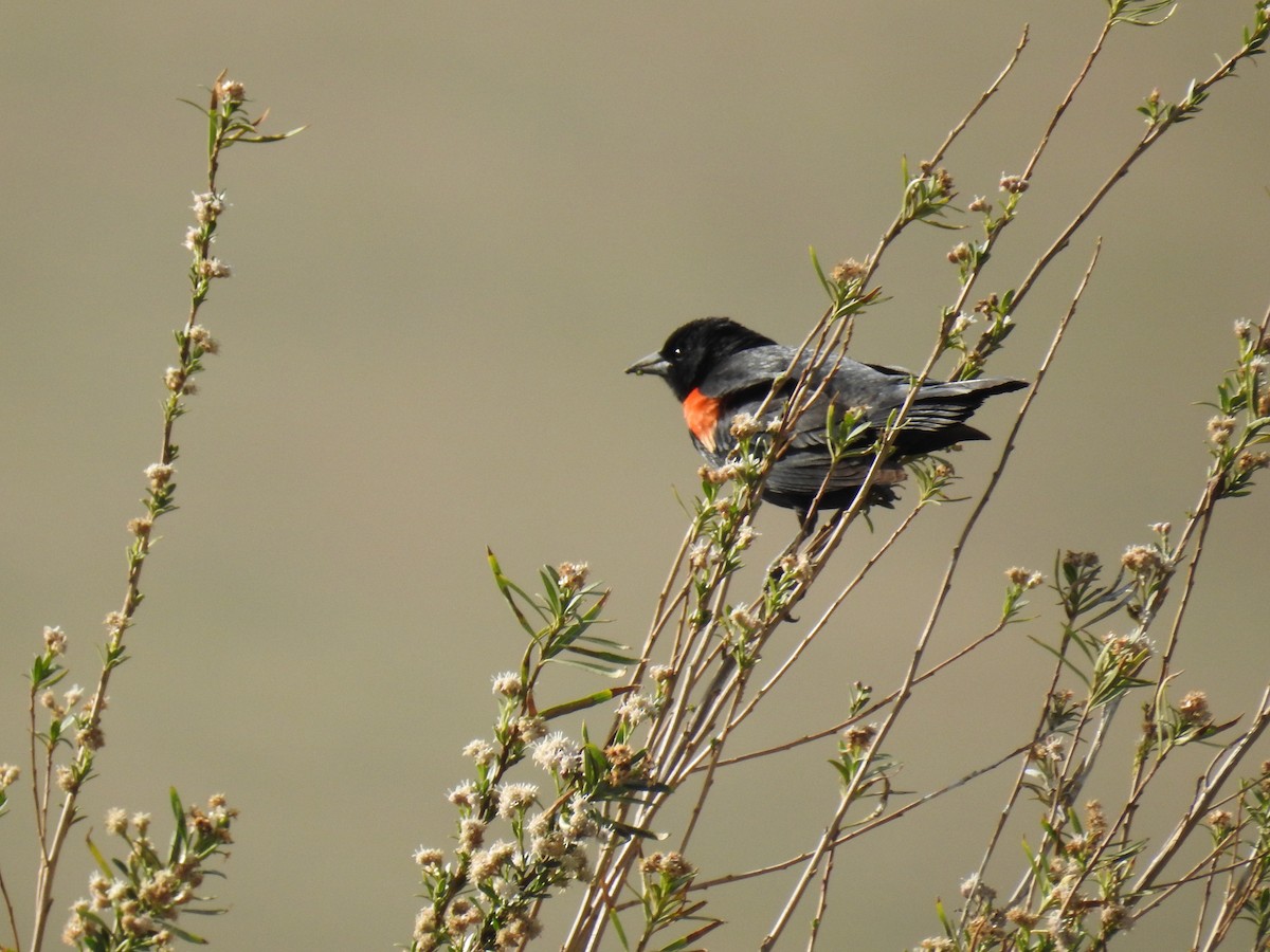 Red-winged Blackbird - ML55734391
