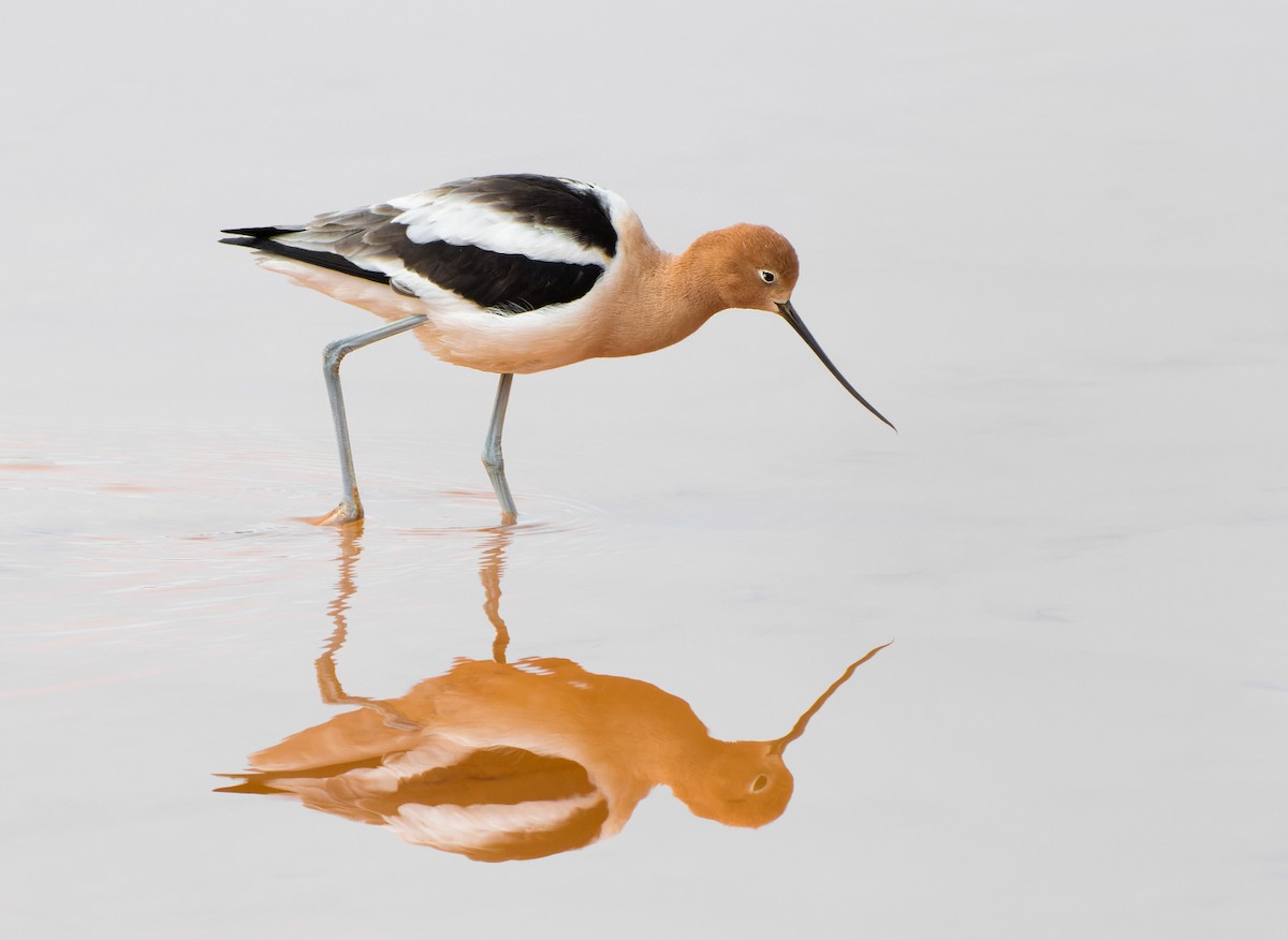 American Avocet - Nick Saunders