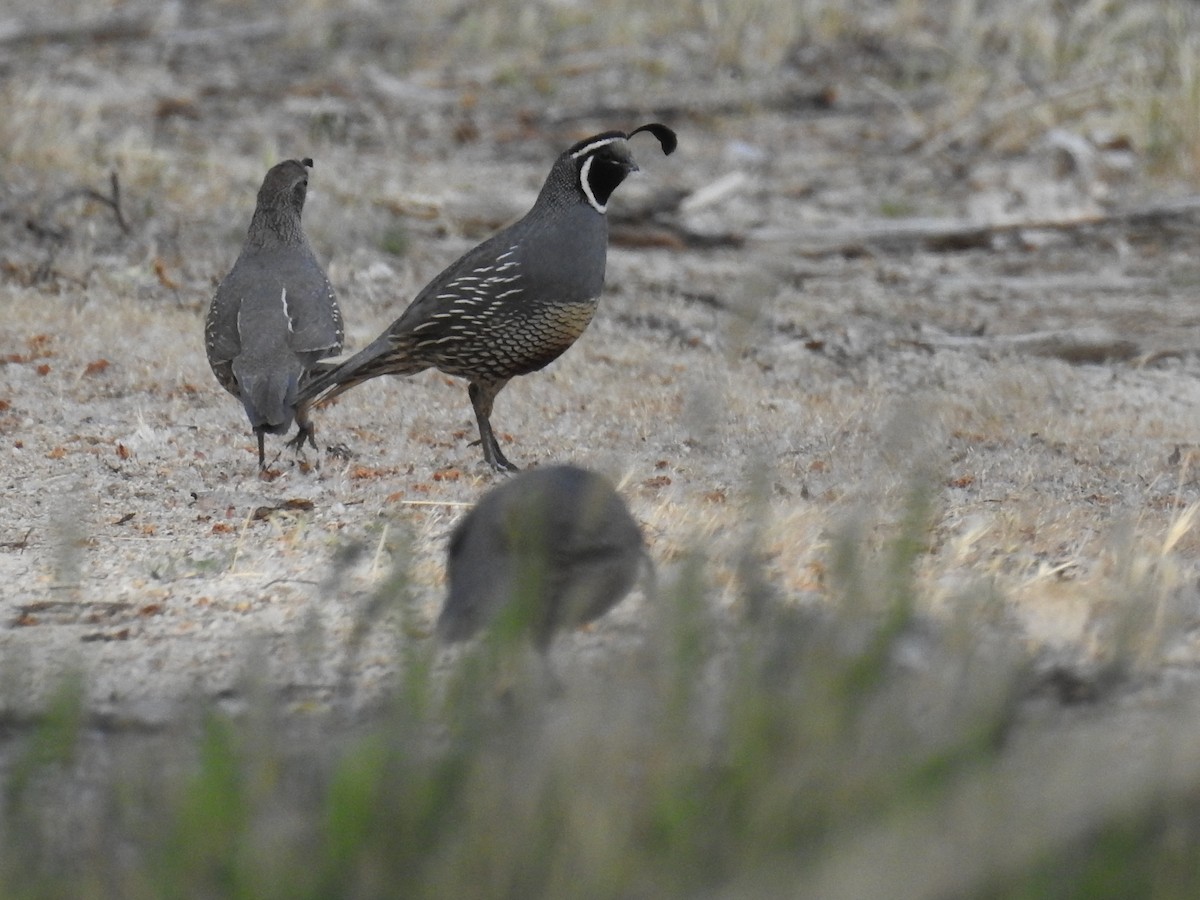 California Quail - ML55734481