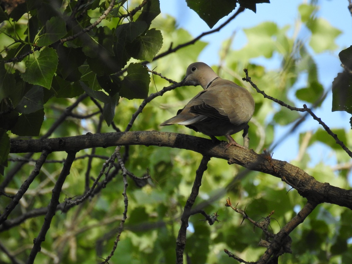 Eurasian Collared-Dove - ML55734501