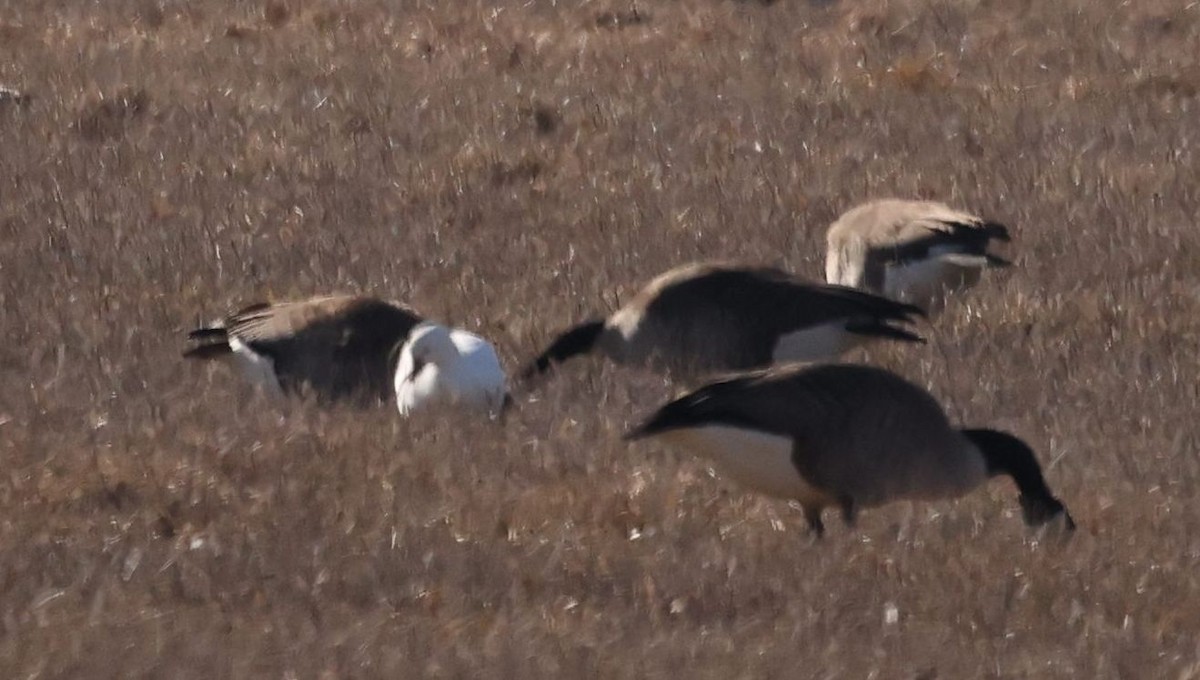 Ross's Goose - Stan Phippen