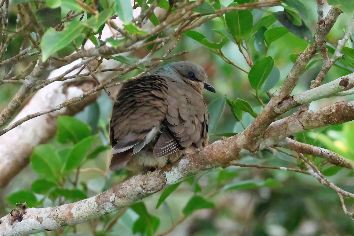 White-eared Brown-Dove - ML557346841