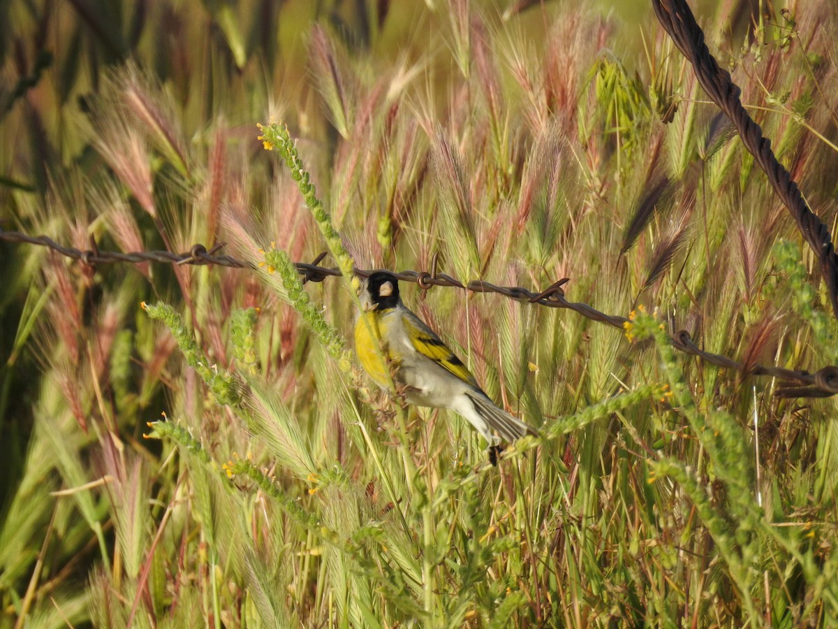 Lawrence's Goldfinch - ML55734871