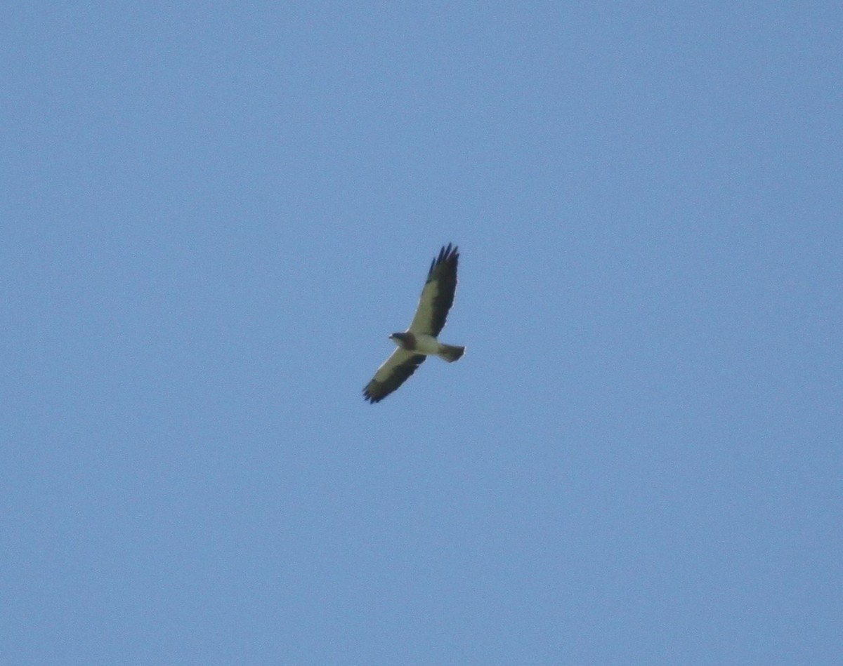 Swainson's Hawk - ML557348991