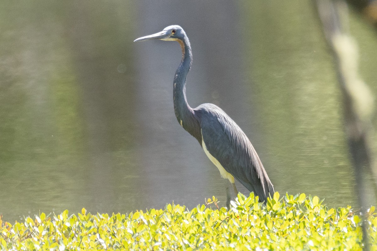Tricolored Heron - ML557349321