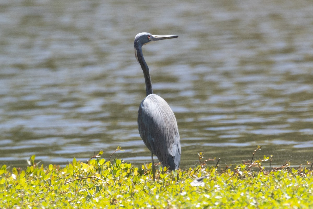 Tricolored Heron - ML557349331