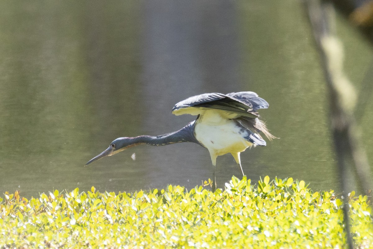 Tricolored Heron - ML557349341