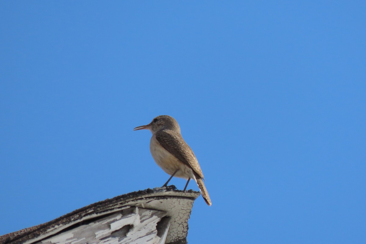 Rock Wren (Northern) - Paula Perdoni