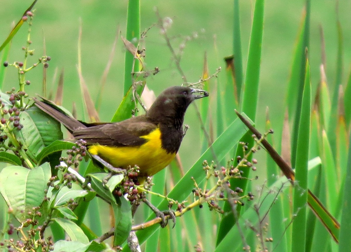 Yellow-rumped Marshbird - ML557350171