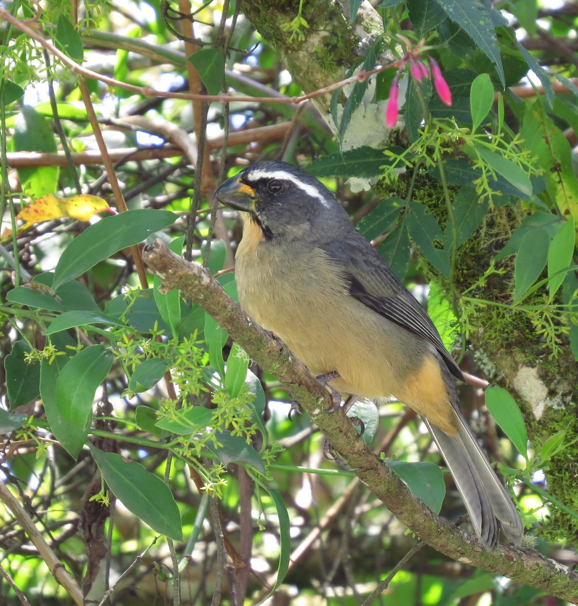 Thick-billed Saltator - ML557351931