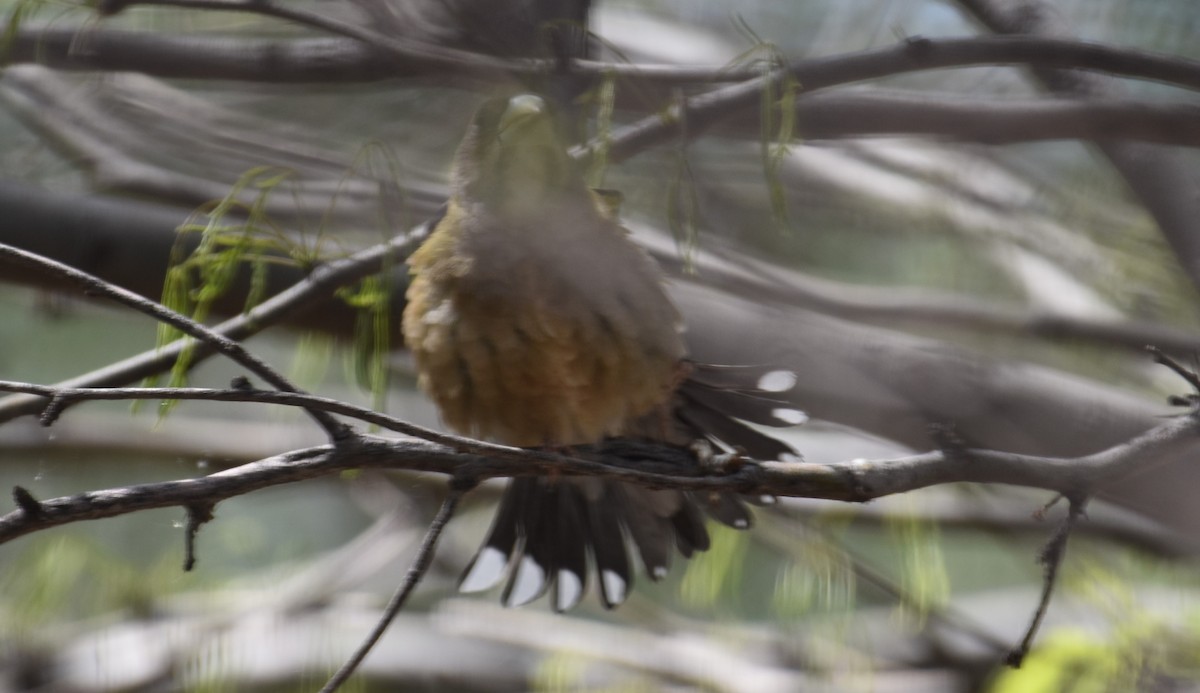 Evening Grosbeak - ML557353851