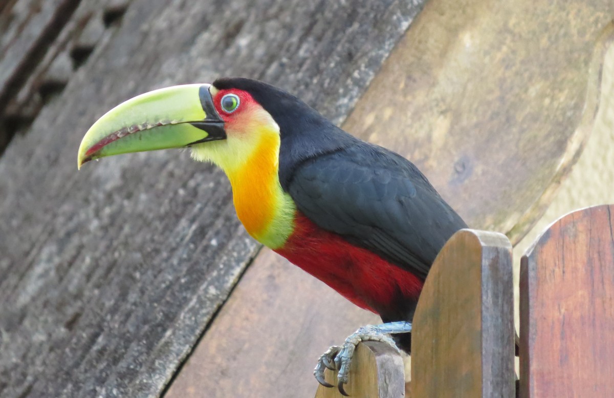 Red-breasted Toucan - ML557353871