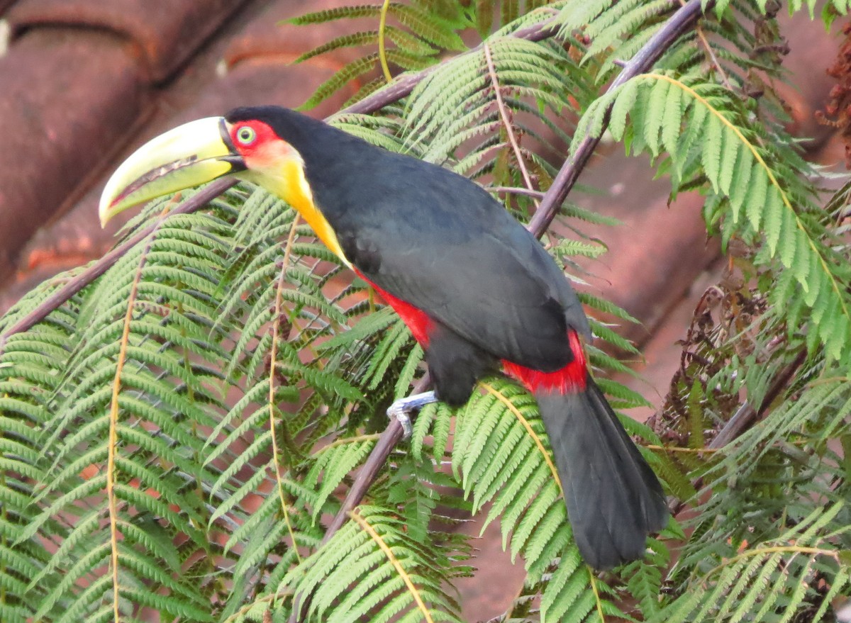 Red-breasted Toucan - ML557353881