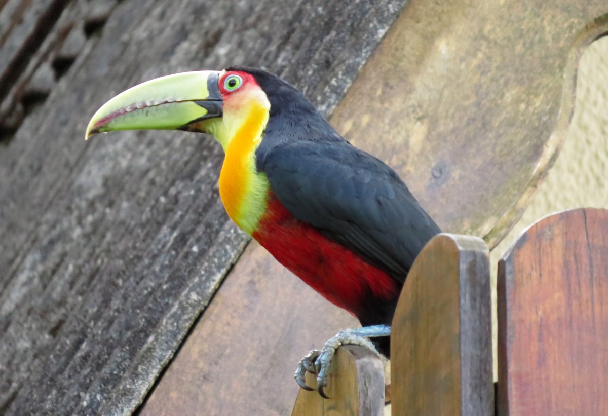 Red-breasted Toucan - ML557353891