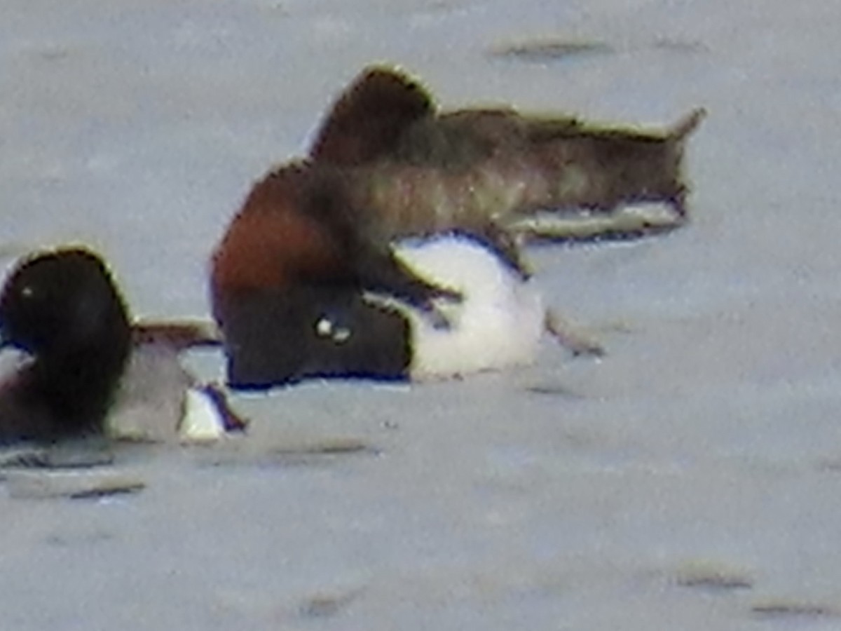 Canvasback - ML557354201