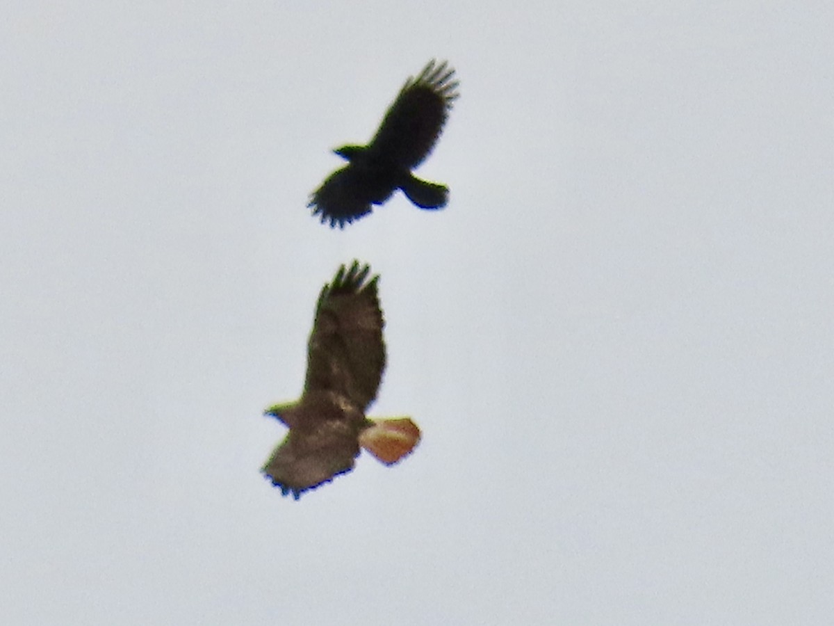 Red-tailed Hawk - Diane Roberts