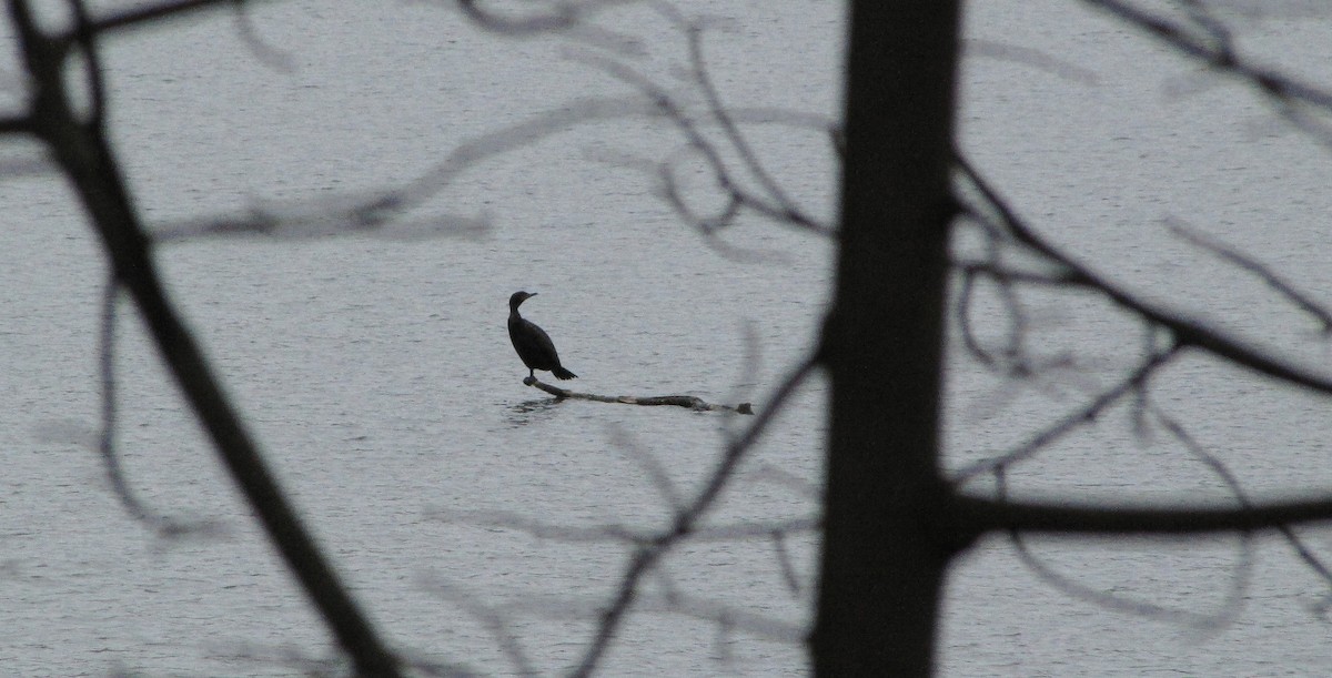 Double-crested Cormorant - ML55735431