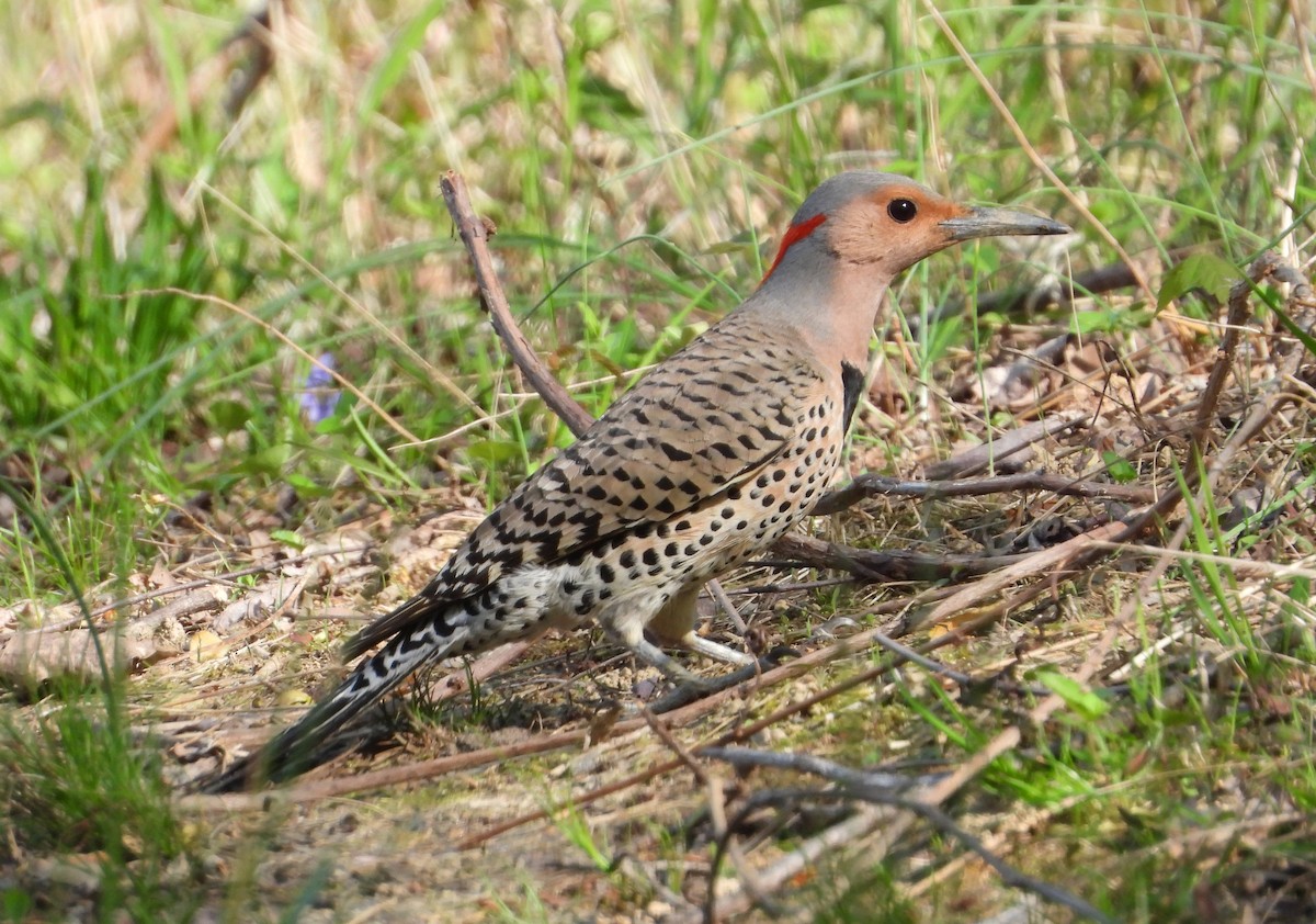 Northern Flicker - Mike Cianciosi