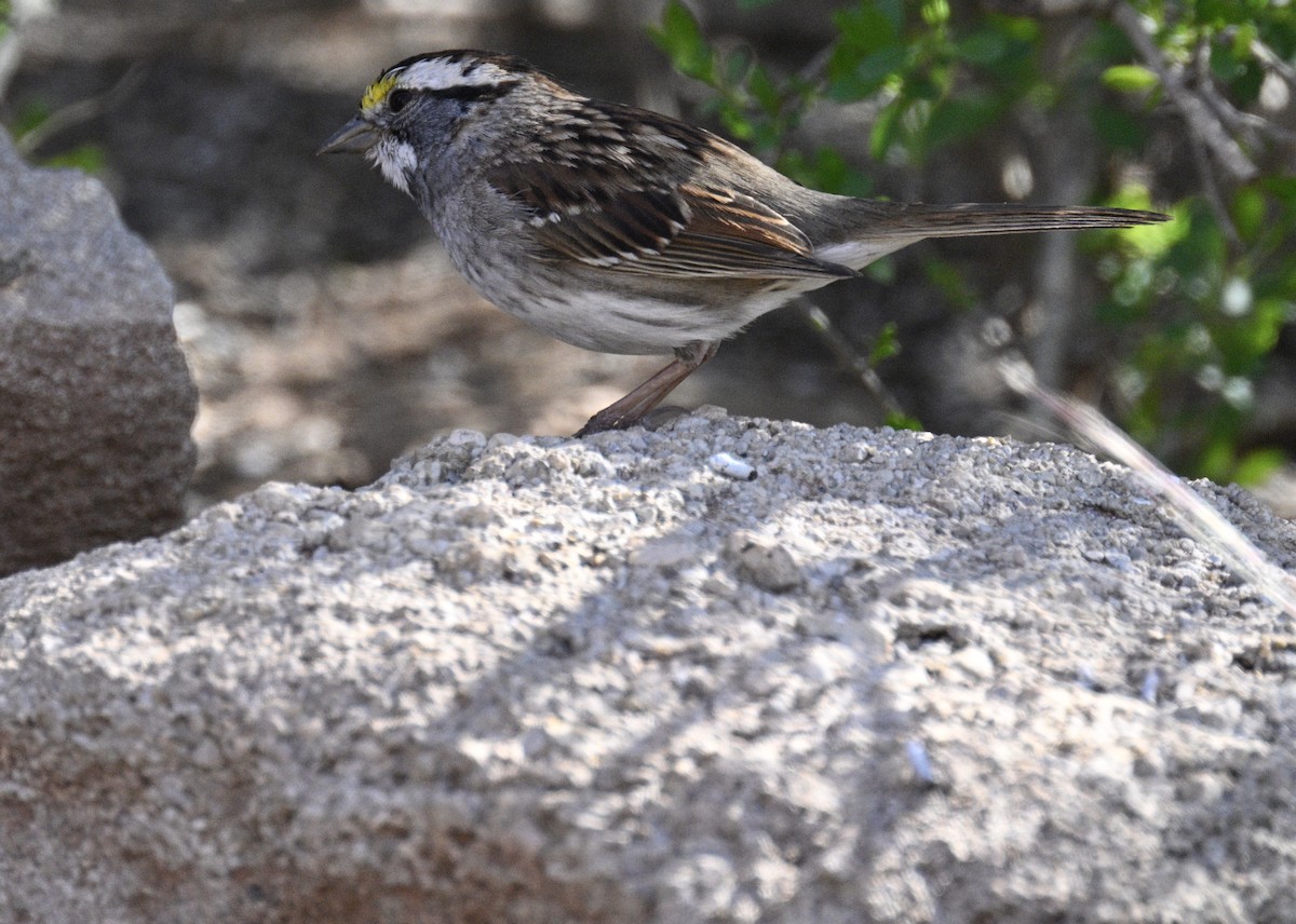 White-throated Sparrow - ML557355941