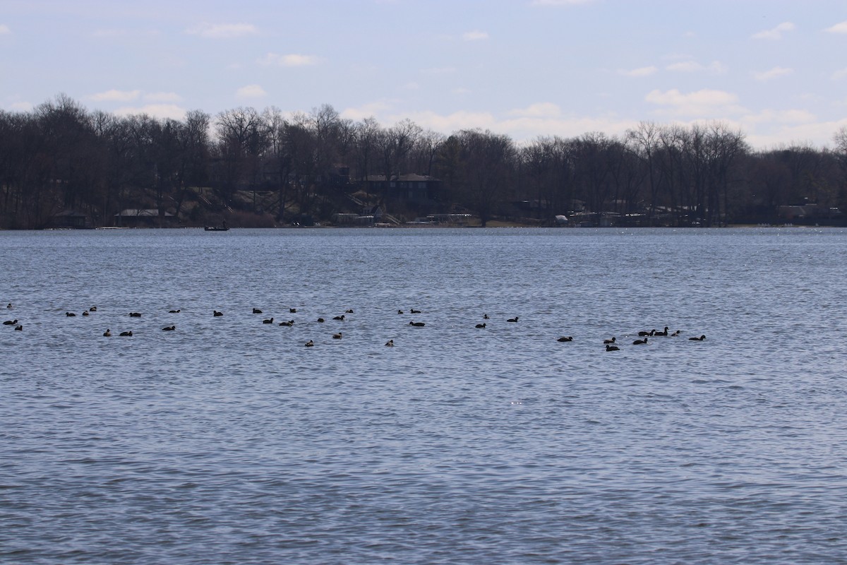 American Coot - ML557357751