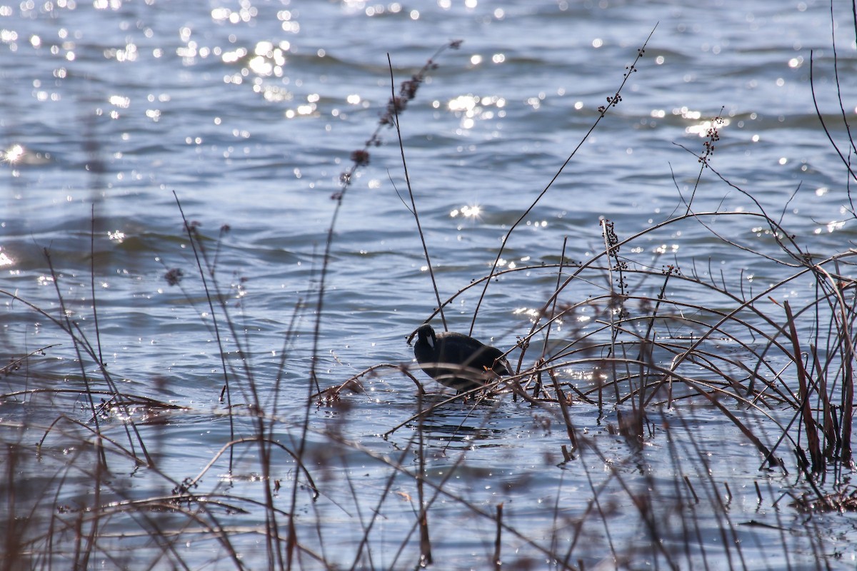 American Coot - ML557357791