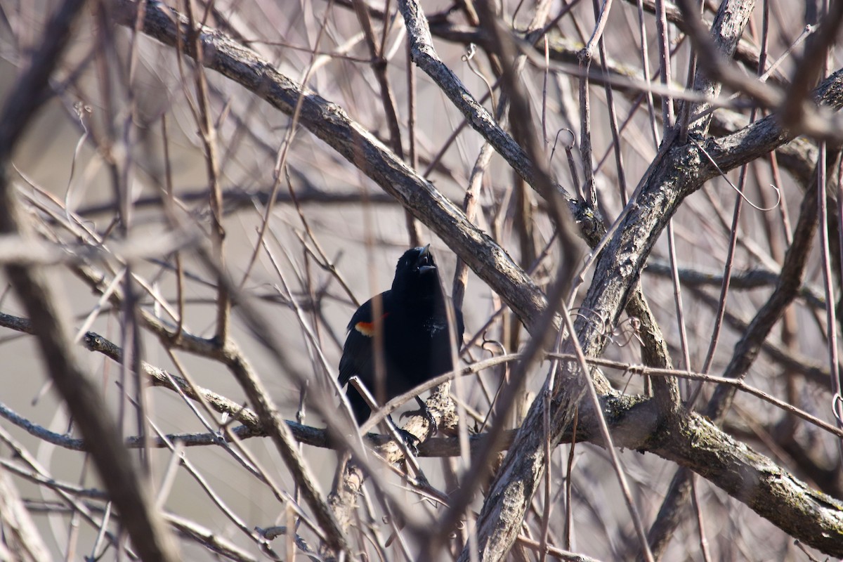 Red-winged Blackbird - ML557358011