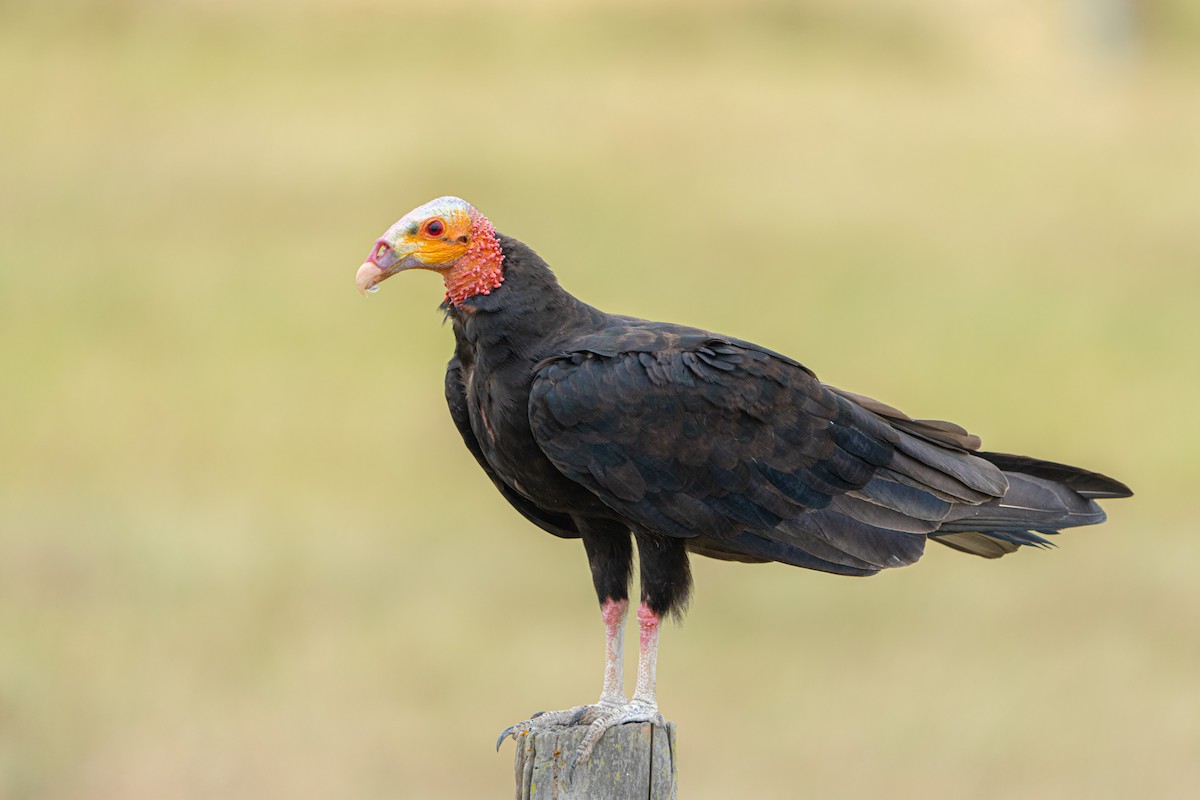 Lesser Yellow-headed Vulture - Eliana Ardila Kramer (Birding By Bus)