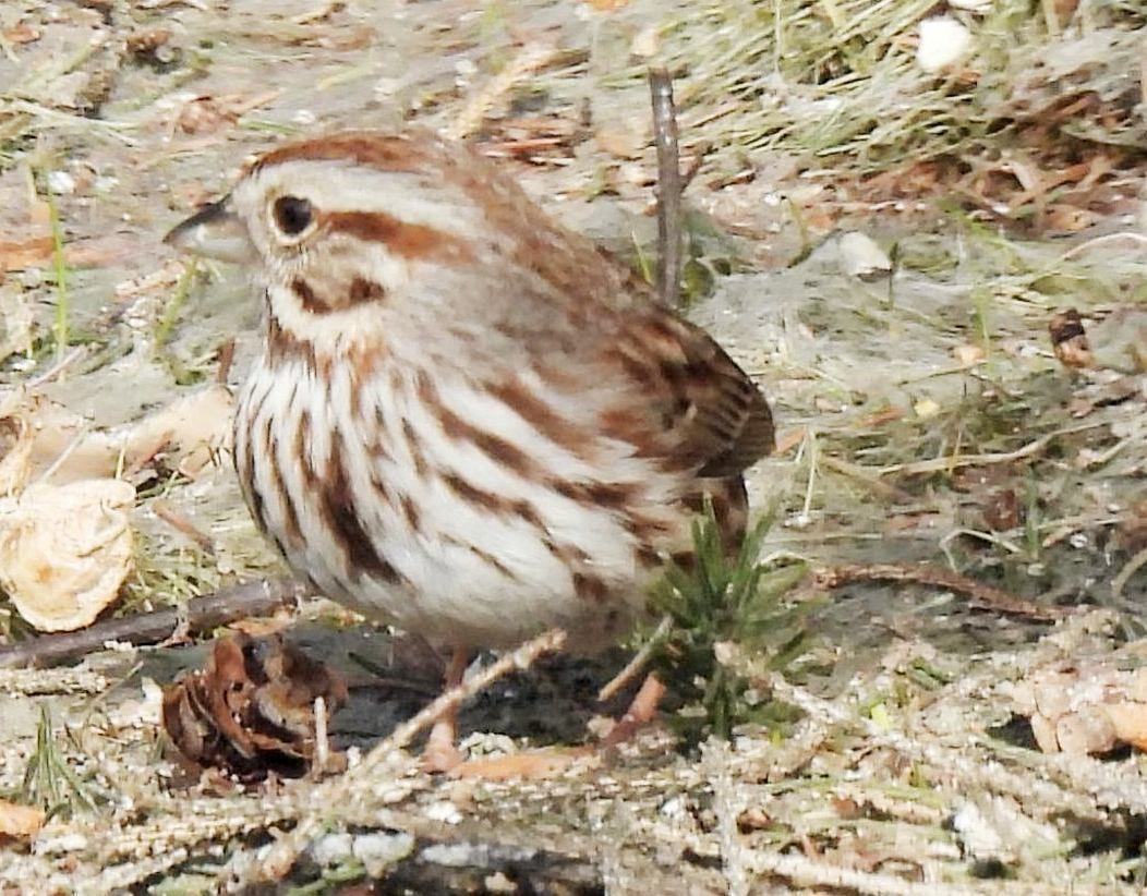 Song Sparrow - ML557360061