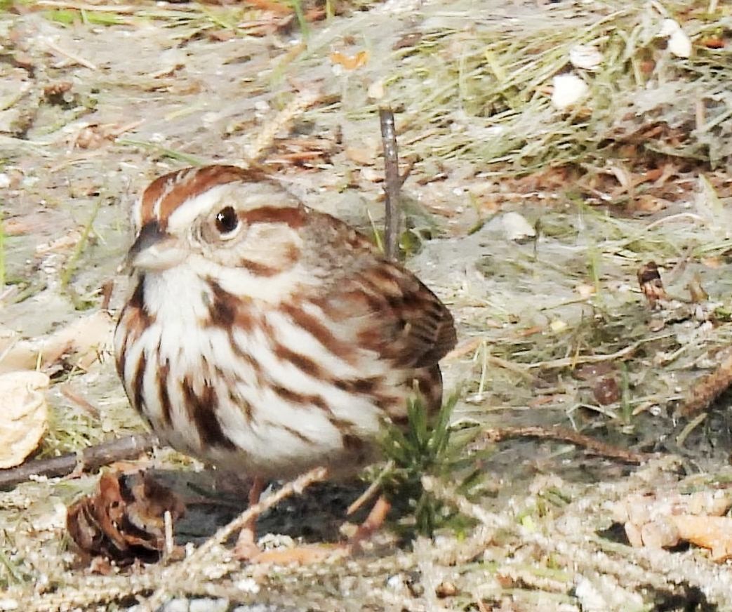 Song Sparrow - ML557360071