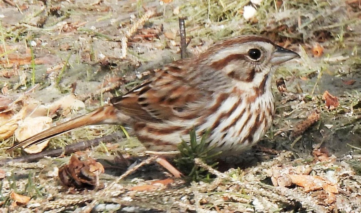 Song Sparrow - ML557360081