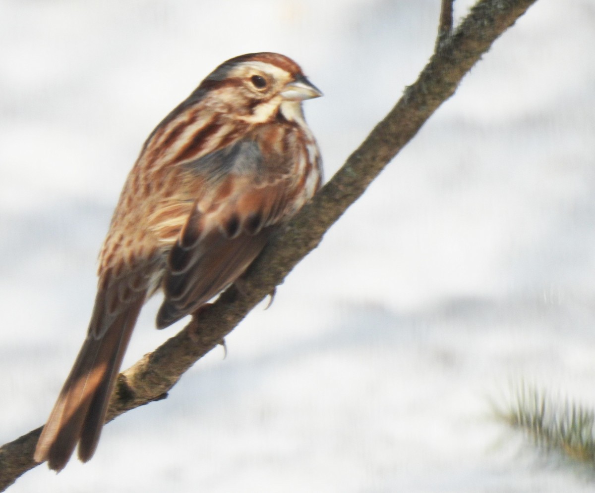 Song Sparrow - ML557360091