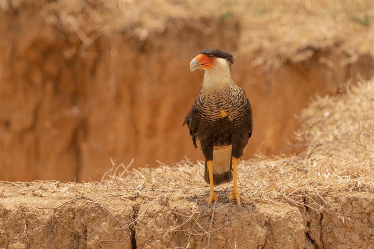 Crested Caracara - ML557360131