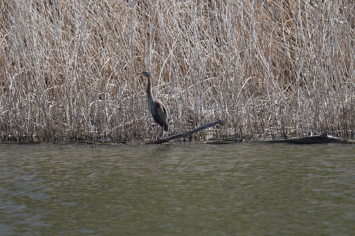 Purple Heron - ML557360921