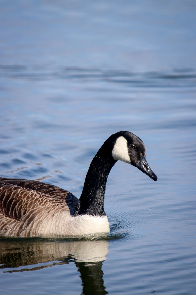 Canada Goose - ML557361051