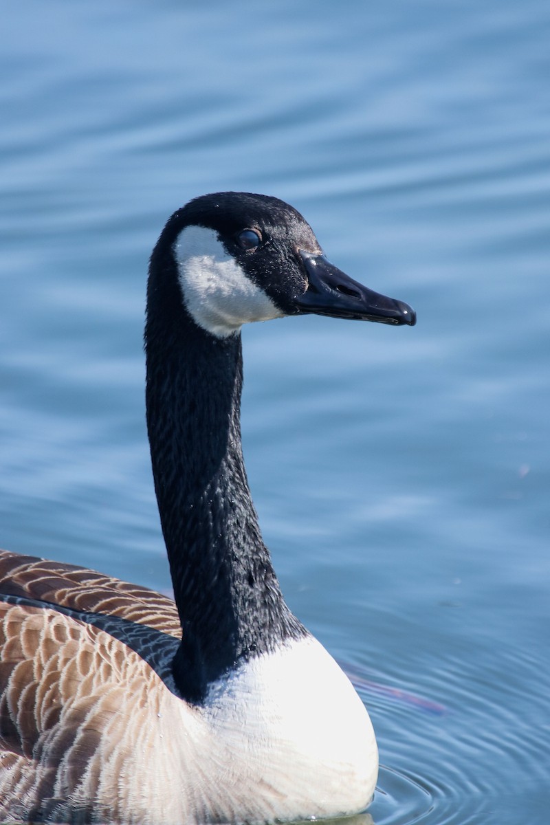 Canada Goose - ML557361061