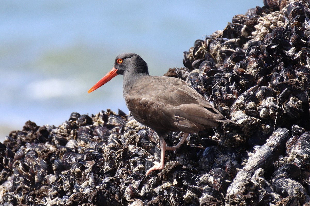 Black Oystercatcher - ML557361861