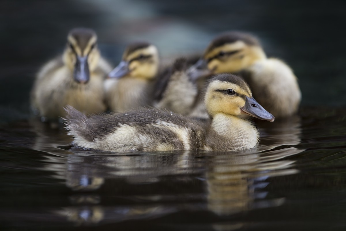 Mallard (Domestic type) - Michael Stubblefield