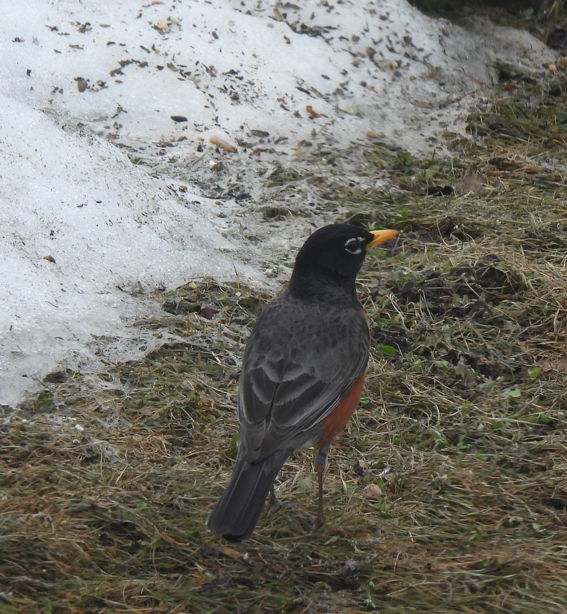Дрізд мандрівний - ML557362741
