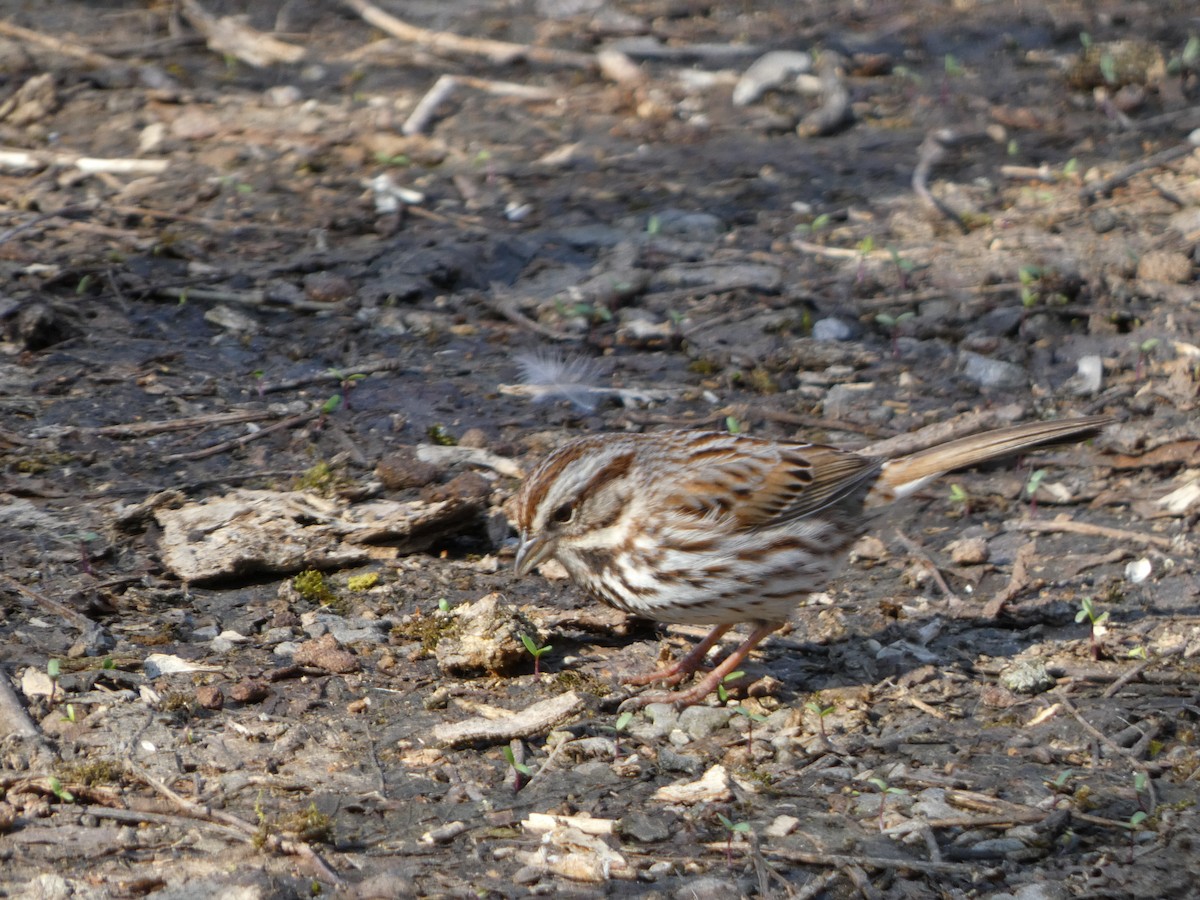 Song Sparrow - ML557362771