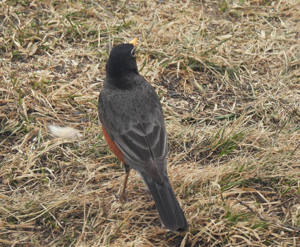 Дрізд мандрівний - ML557362871