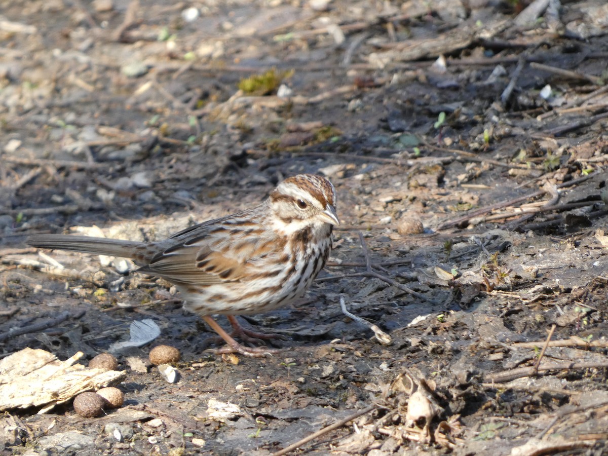 Song Sparrow - ML557362901