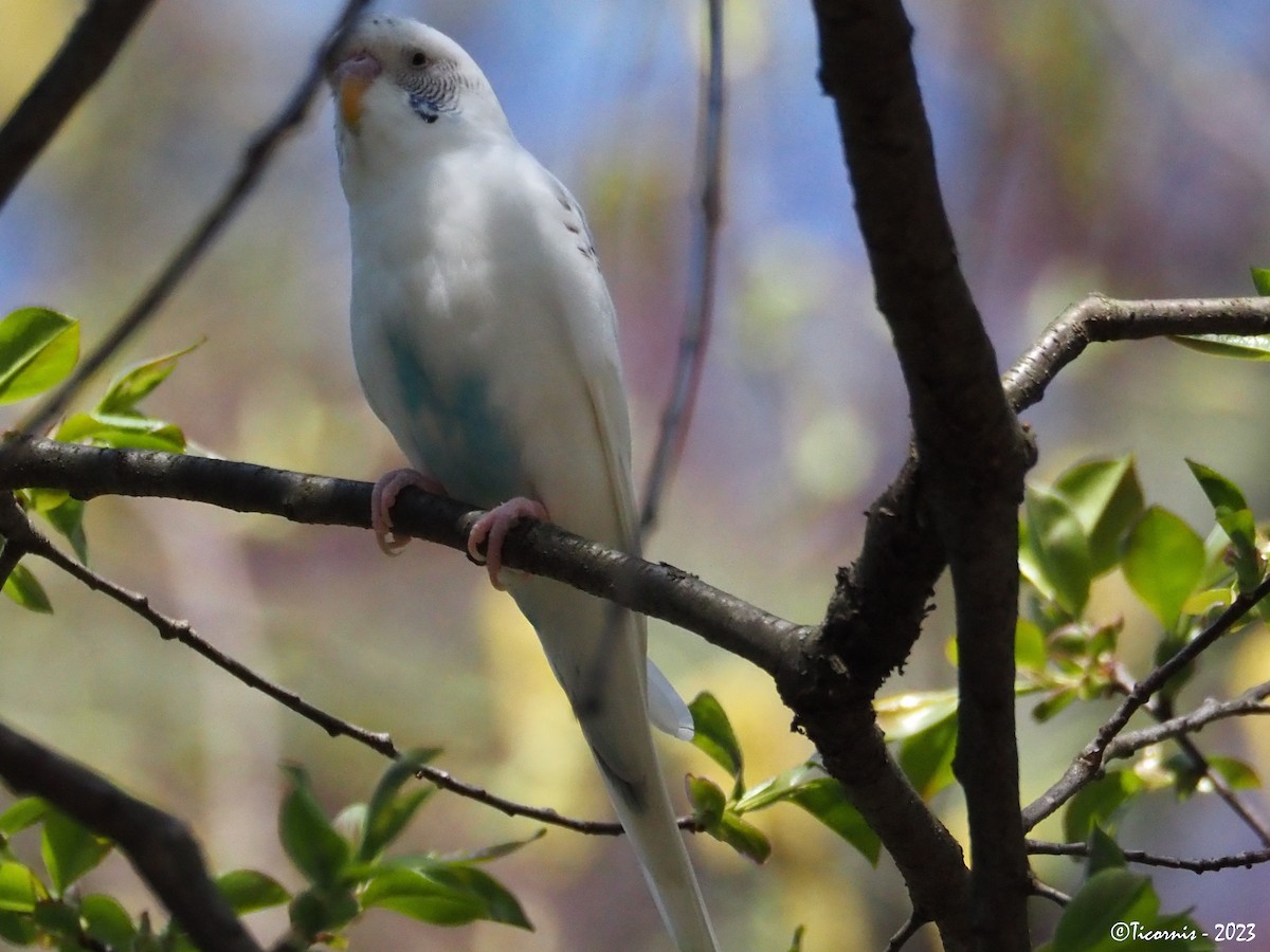 Budgerigar (Domestic type) - ML557363101
