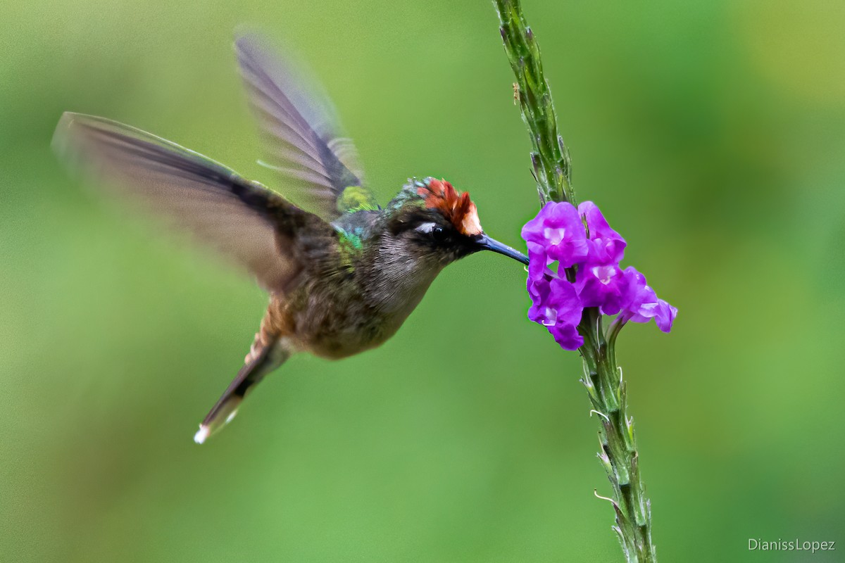 Colibri du Tolima - ML557363331