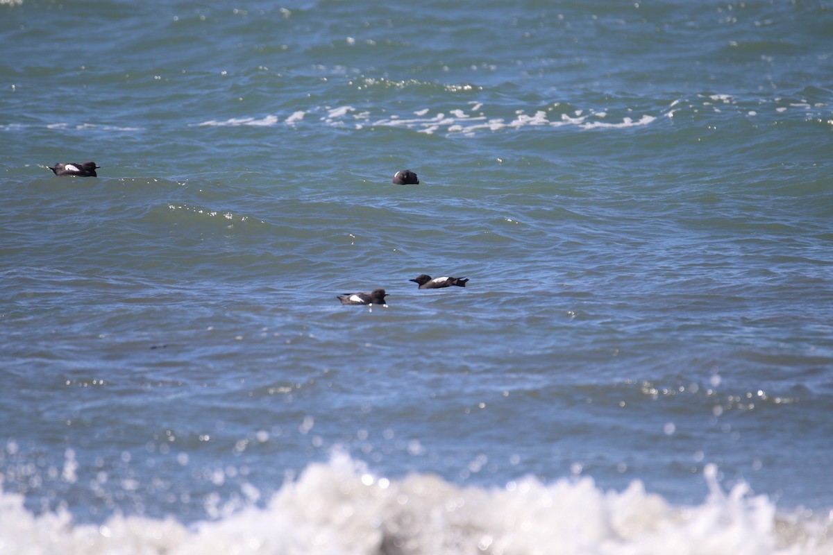 Pigeon Guillemot - Brendon Westerhold