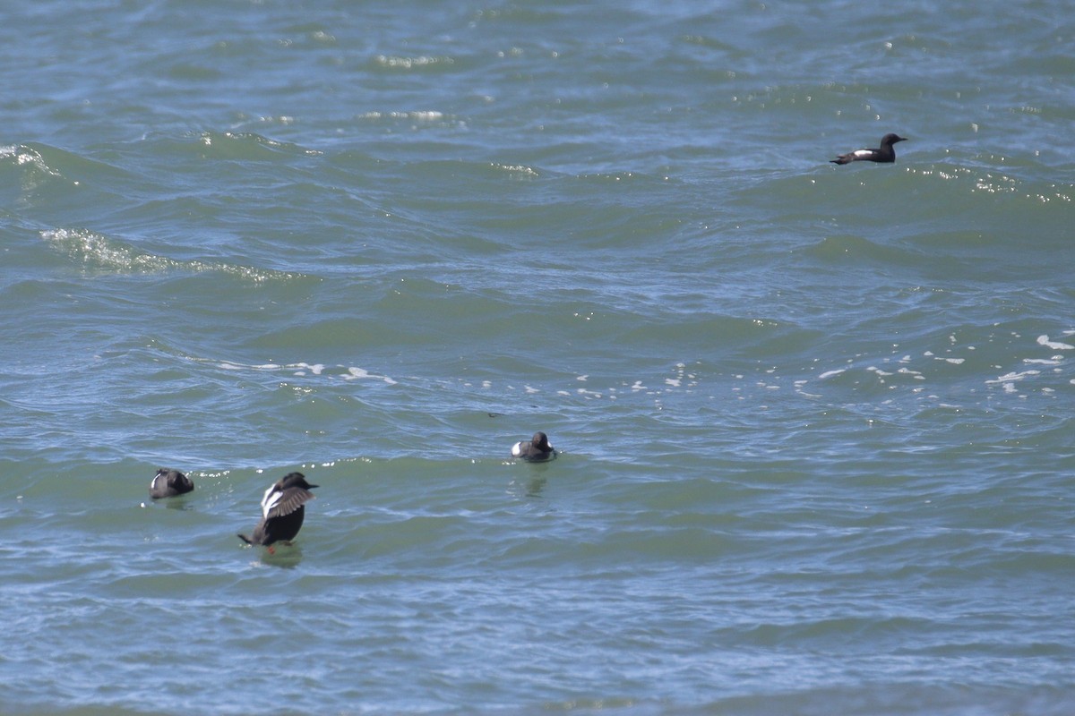 Pigeon Guillemot - ML557363521