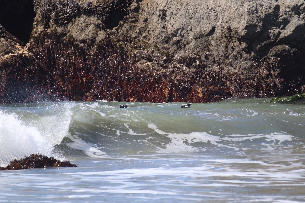 Pigeon Guillemot - Brendon Westerhold