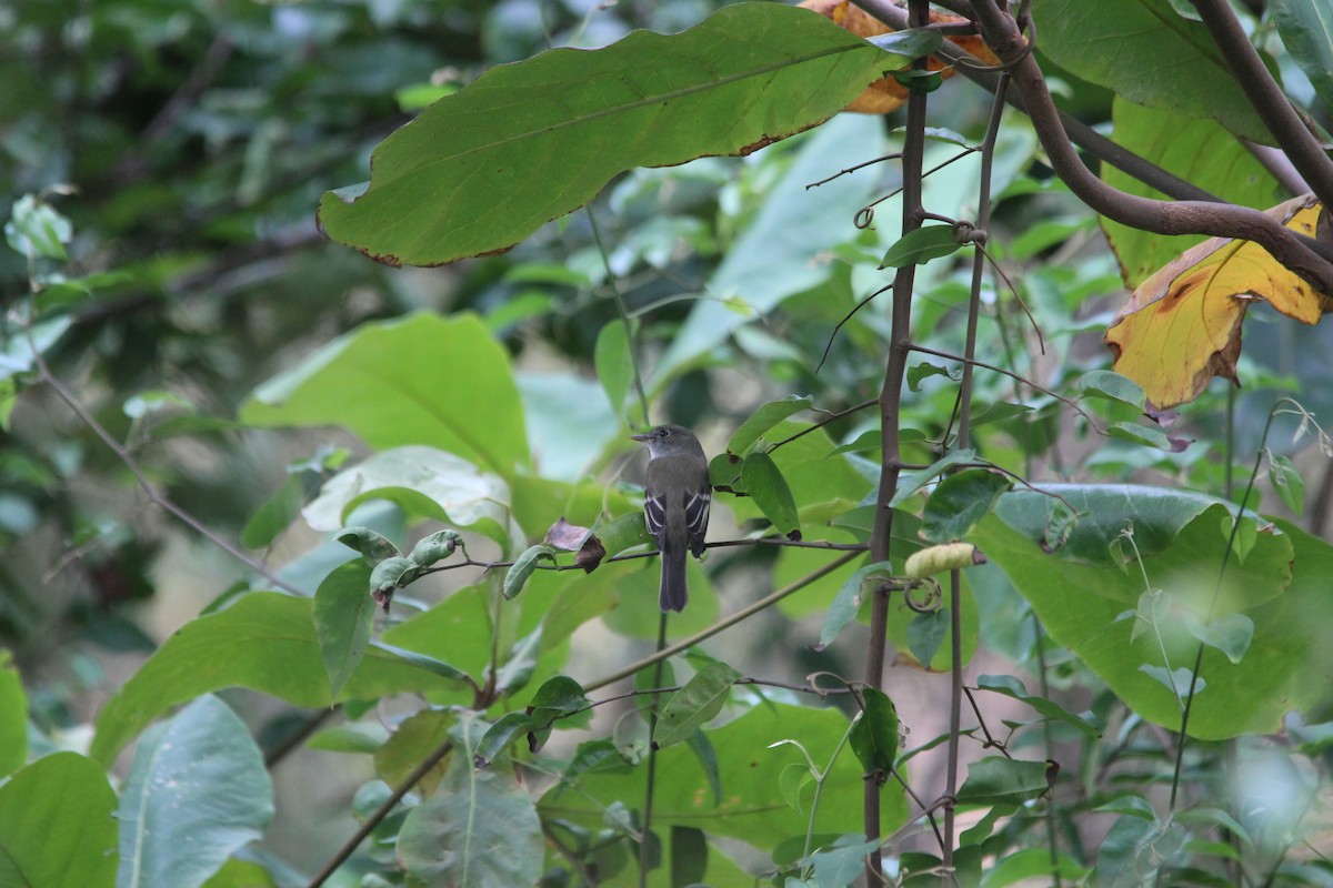Alder Flycatcher - ML557364401