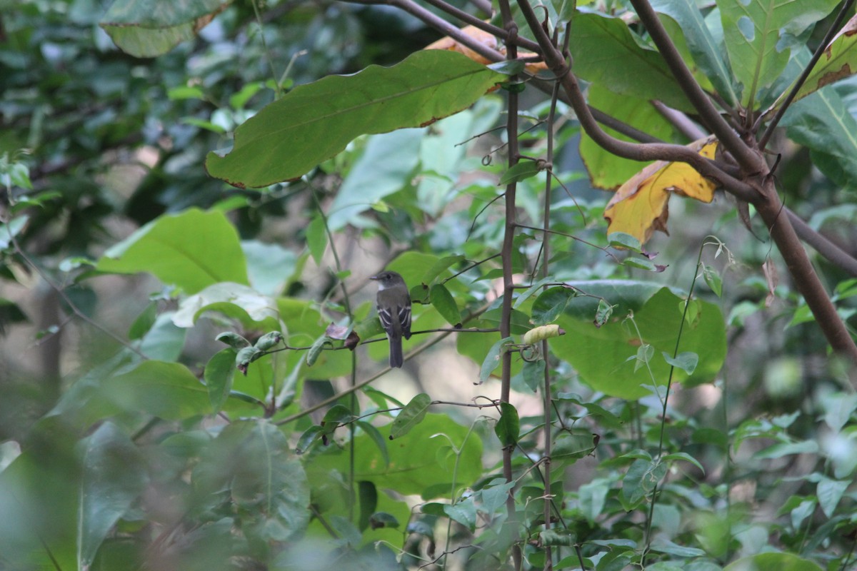 Alder Flycatcher - ML557364411