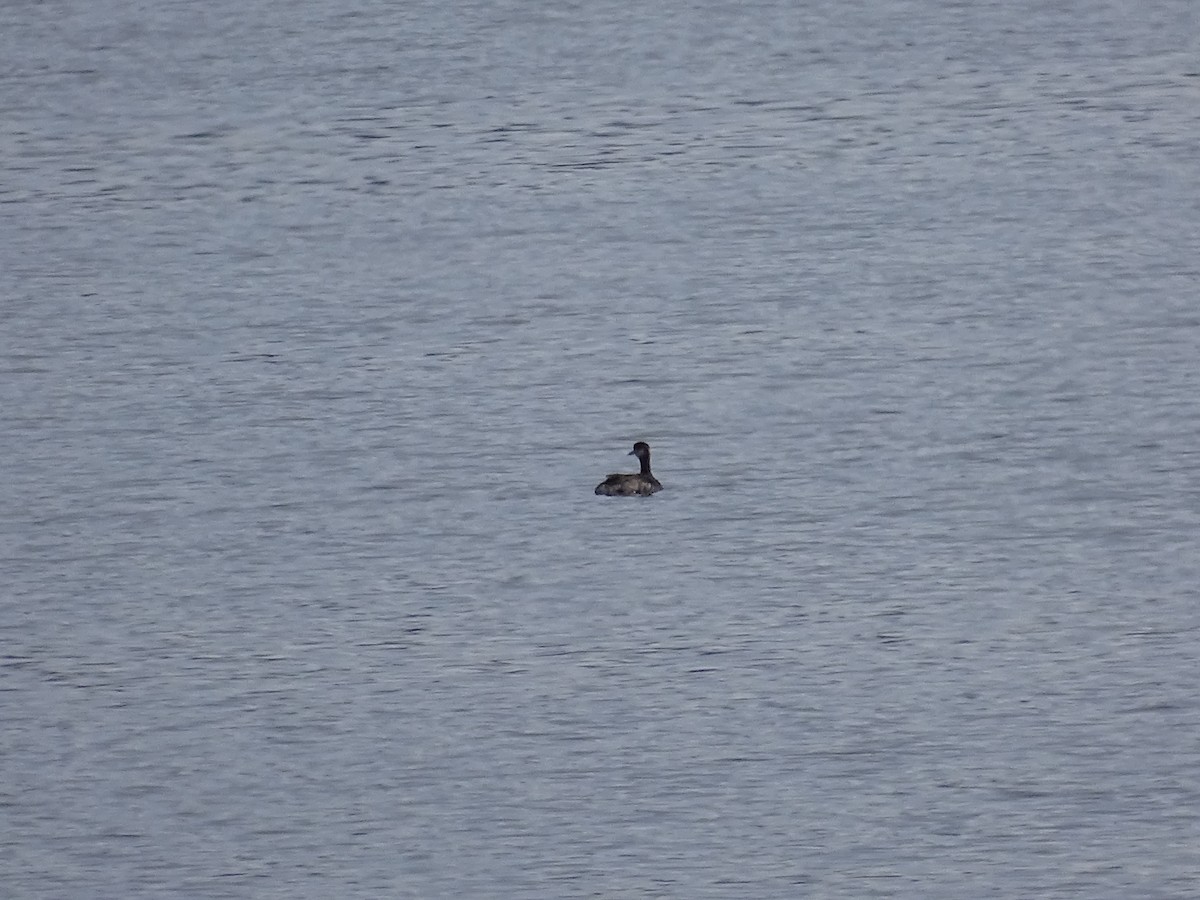 Red-necked Grebe - ML557364461
