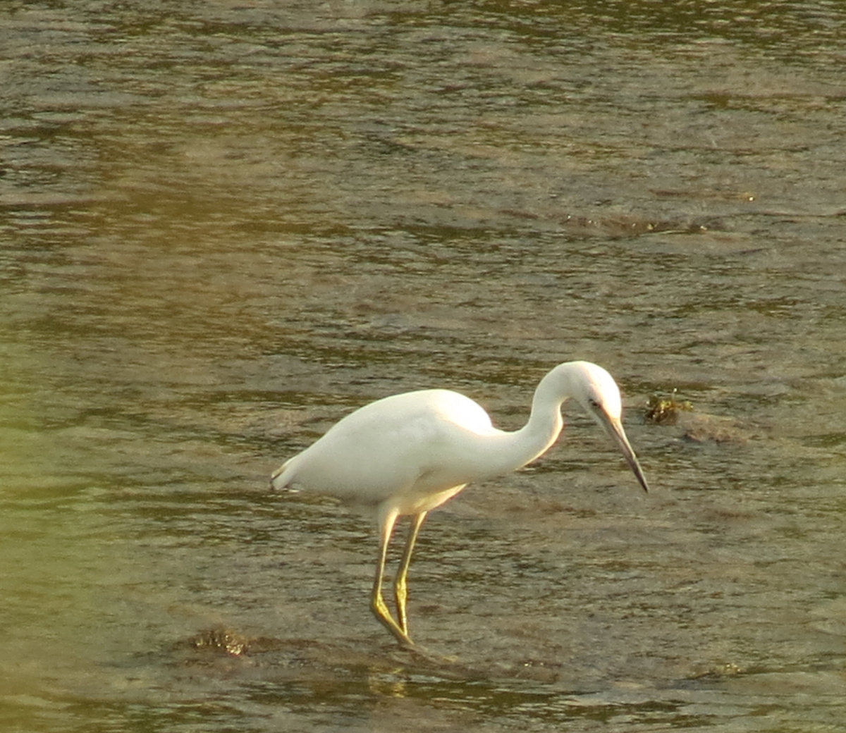 volavka modrošedá - ML55736451